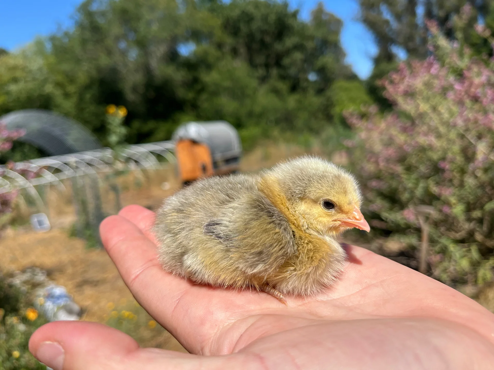 Young chick in caring hands with garden background