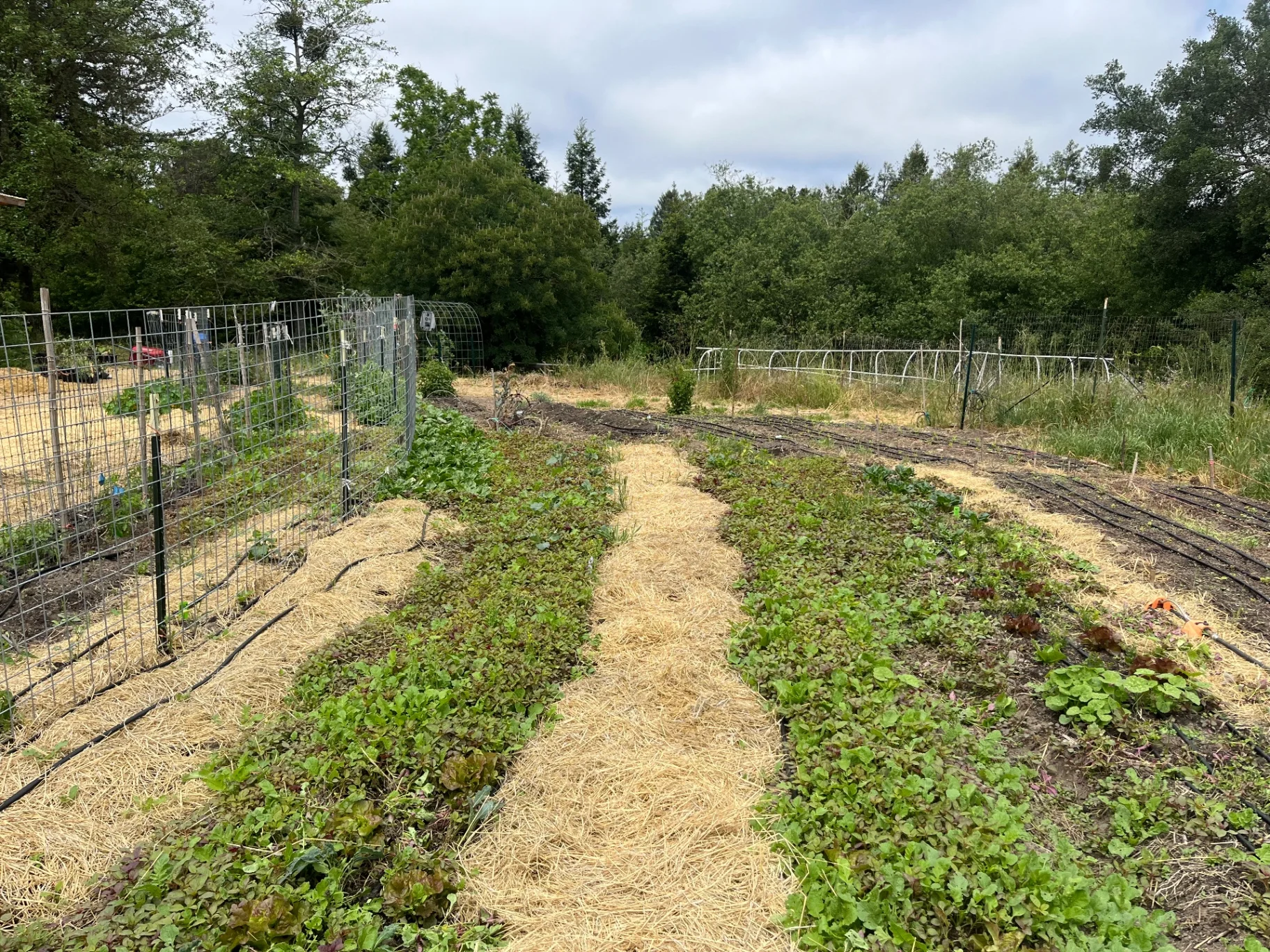 Food Production Gardens